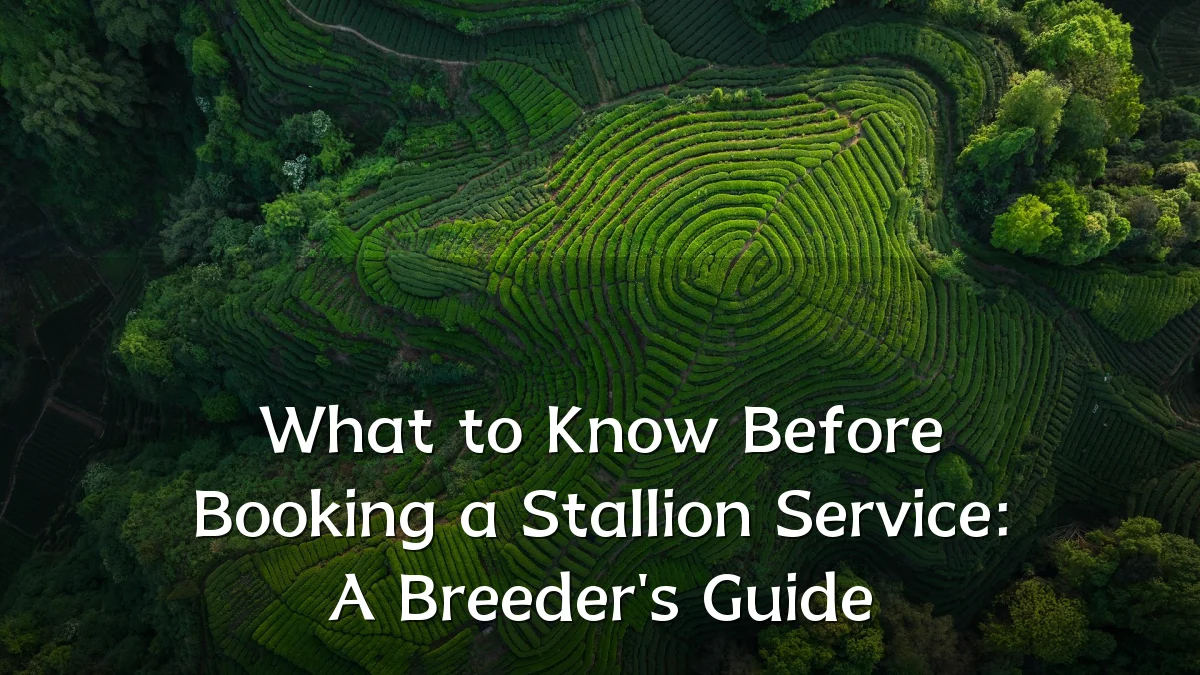 What to Know Before Booking a Stallion Service: A Breeder's Guide