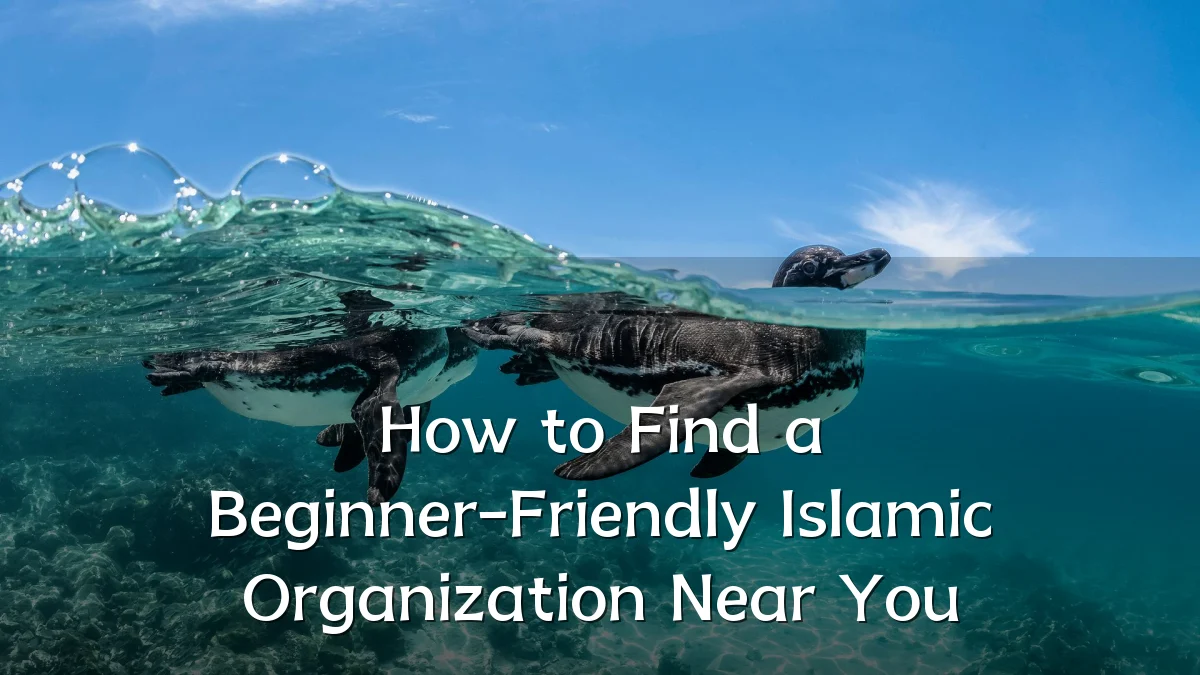 How to Find a Beginner-Friendly Islamic Organization Near You