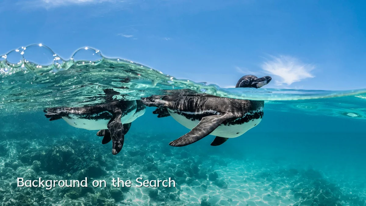 Background on the Search