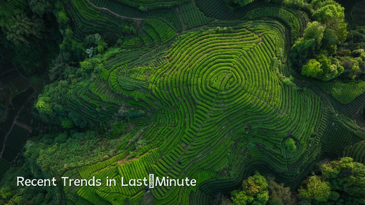 Recent Trends in Last‑Minute